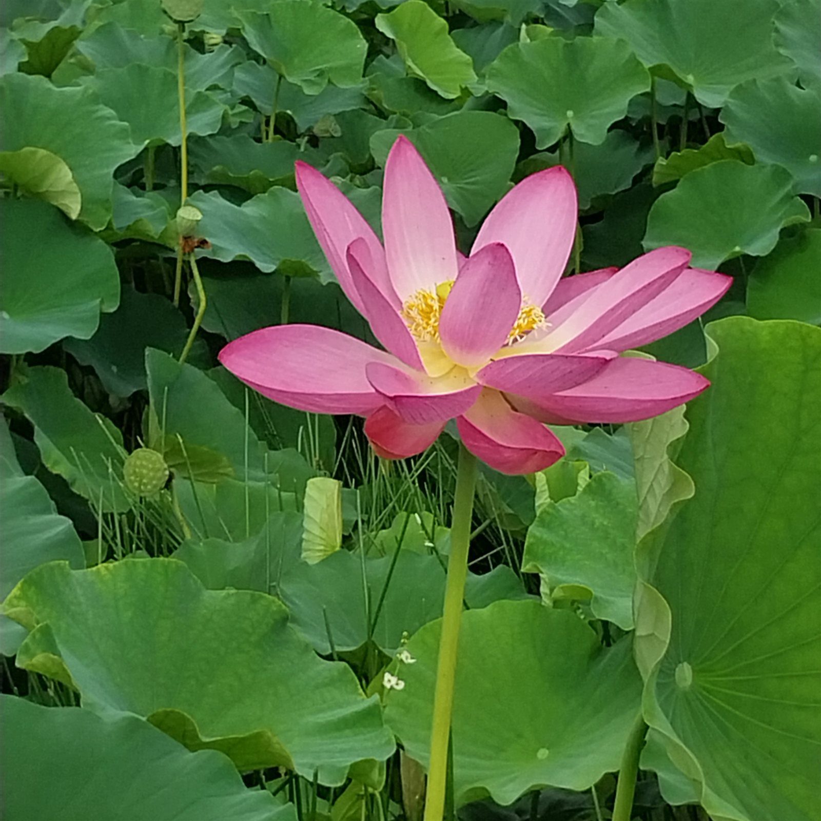 연잎 사이에 핀 분홍 연꽃